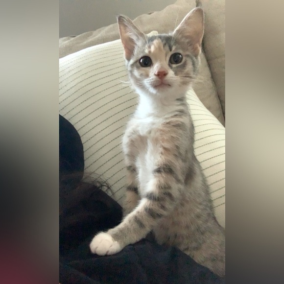 Meet your Posher, Lilly - Picture 4 of 5